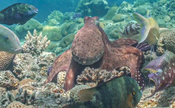 Octopus en vissen samen op jacht