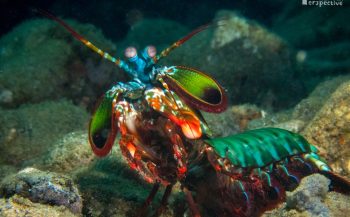 Wouter Hoogerwerf - Muckdiving bij Spice Island, Ambon Bay