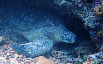 Jurriën Helsdingen - Bunaken Island: hoofdstad der schildpadden