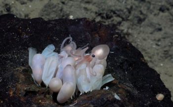 Wetenschappers ontdekken vier nieuwe soorten octopus in de diepzee