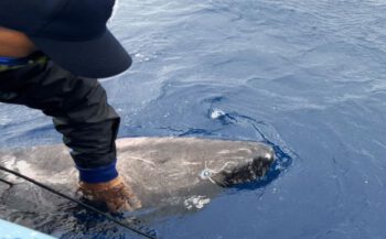 Groenlandse haai duikt op bij Belize
