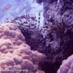 Gewone koraalduivel