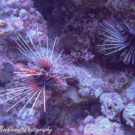 Sierlijke koraalduivels