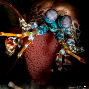 mantis met eieren