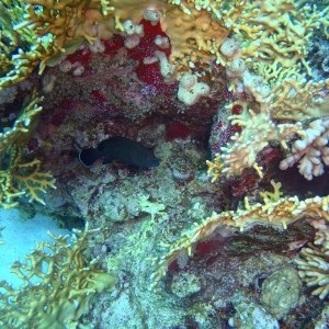 20120201_Gota_Abu_Ramada_East_Fire_coral_and_Brown-spotted_Grouper