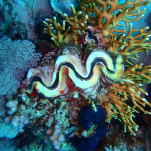 20120202 Sa'ab Iris - Firecoral, organpipe coral, Giant Clam