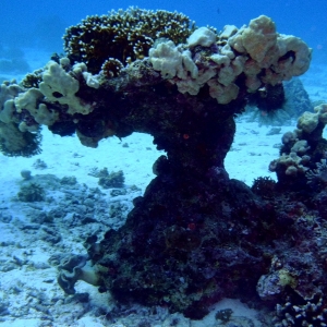 20120202 Sa'ab Iris - Various corals