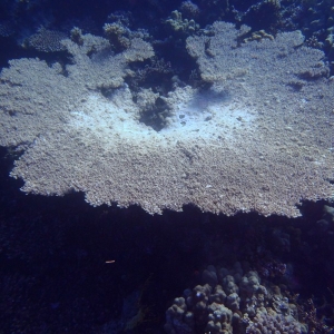 20120202 Torfu Abu Nugar - Table coral 03