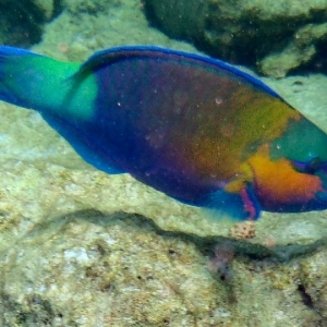 20120203 Abu Ramada North -Parrotfish
