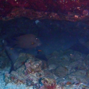 20120205 Fandira - White tip reef shark in cave 02