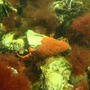20120722 Oranje spons vis