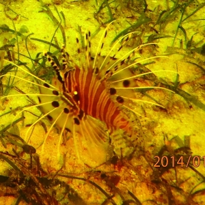 20140103 28 spotted lionfish