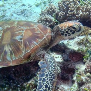 2014010528 green sea turtle close up