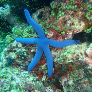 2014010541 blue sea star