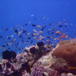2014010570 hard corals ans damsels