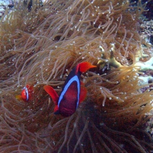 20140106 43 black anemone fish