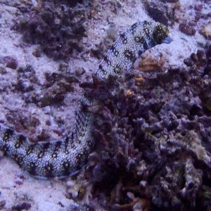 20140106 61 clouded moray