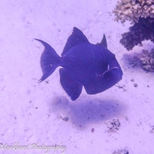 20150501Elfanouswest-blauwetrekkervis-bluetriggerfish-pseudobalistesfuscus-1
