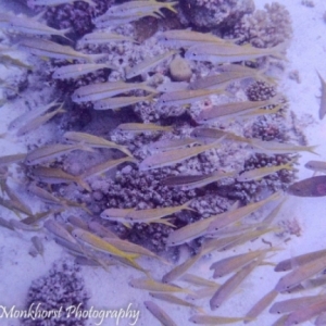 20150502GotaAbuRamadaEast-geelstreepbarbeel-yellowstripedgoatfish-mulloidesflavolineatus-1