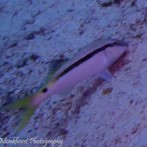 20150502GotaAbuRamadaWest-geelvinbarbeel-yellowfingoatfish-mulloidesvanicolensis-1