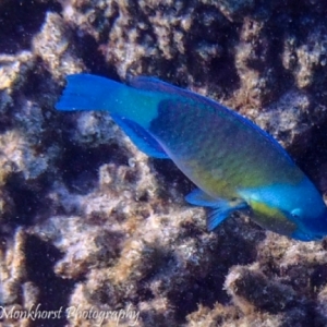 20150503SachwaAbuGalawa-blauwbandpapagaaivis-bluebarredparrotfish-scarusghobban-1