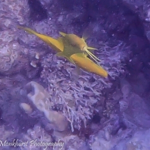 20150503SachwaAbuGalawa-citroenbarbeel-Goldspottedgoatfish-Parupeneuscyclostomus-1