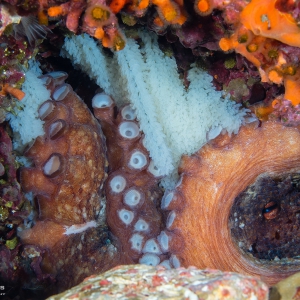 Octopus met nest