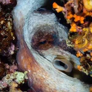 Glurende octopus