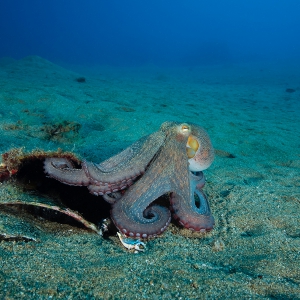 Sierlijke octopus