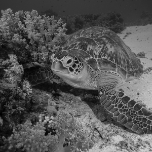 Schildpad in de Rode Zee