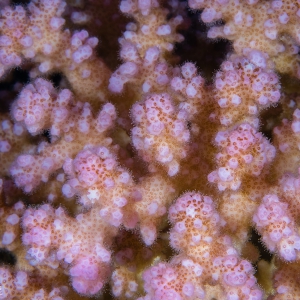 Close up van hard koraal