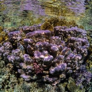 Paars koraal