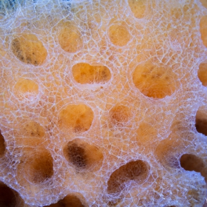 Details van een spons