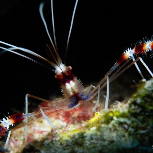 Banded coralshrimp