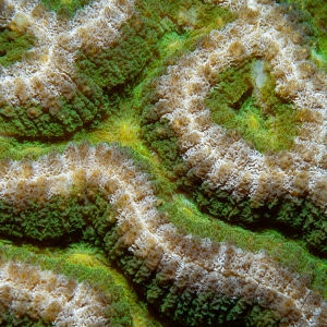 Abstract koraal
