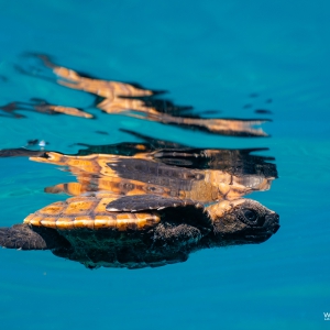 Jonge zeeschildpad vrijgelaten