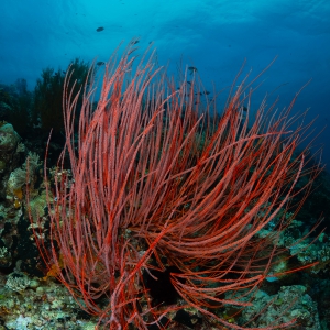 Prachtig rood Balinees koraal