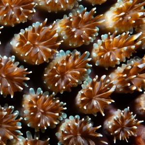 Details van koraal