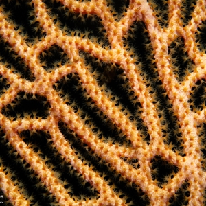 Details van koraal