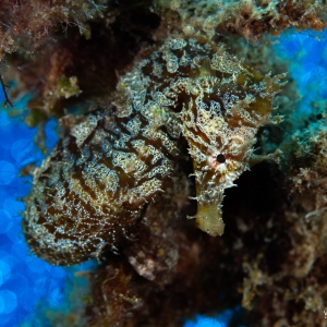 Seahorse bokeh