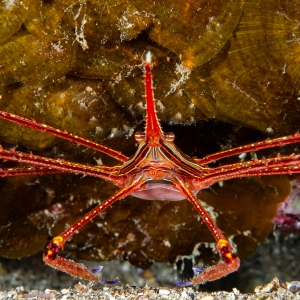 Pijlpuntkrab Lanzarote