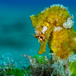 Yellow submarine seahorse