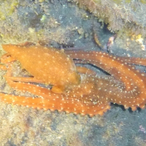 Octopus tijdens nachtduik