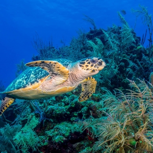 Belize - schildpad