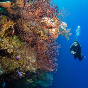 Belize - barrièrerif met duiker