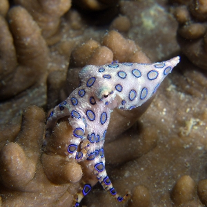 Blue_Ringed_Octopus