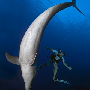Bottlenose_Dolphin_diver