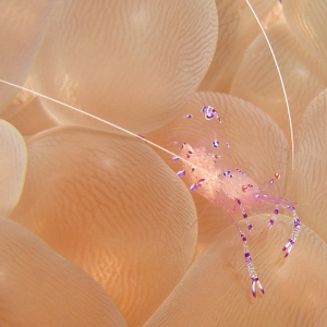 Bubble_Coral_Shrimp