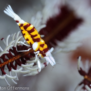 Crinoid shrimp - Laomenes amboinensis-3