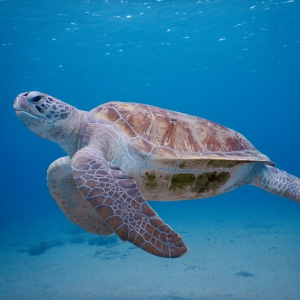 Grootste schildpad van playa Grandi